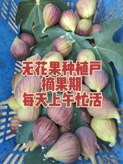 ů���޻������������ժ���������ժ�������������𲽰����������ȥ��?#�����޻���ݪֲרҵ������ #�޻�������