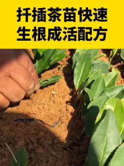 Ǥ�������������ɻ��䷽#���� #����ݪֲ