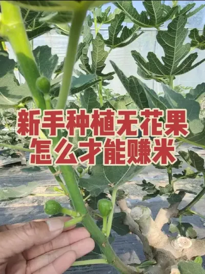 其实新手种植无花果少踩坑才是最重要的，找对人那就一帆风顺，找不对人那就得多踩几年坑 #耿记无花果种植专业合作社 #无花果树苗