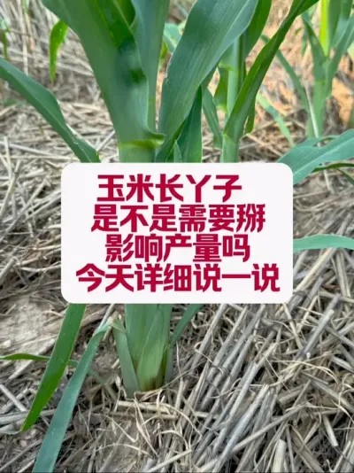 ����Ѿ����Ҫ������Ӱ��������� #ũҵݪֲ #�߲��������������� #������ôݪֲ������ #�׽���³��ũ�˵���ֱ������