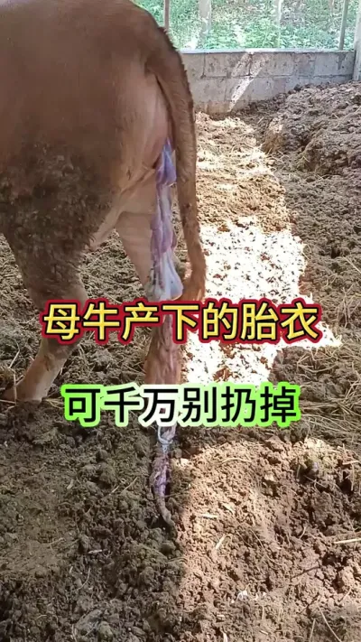 母牛产下的胎衣，千万别扔掉#繁殖母牛 #养牛人 #养牛 #农村养牛 #三农