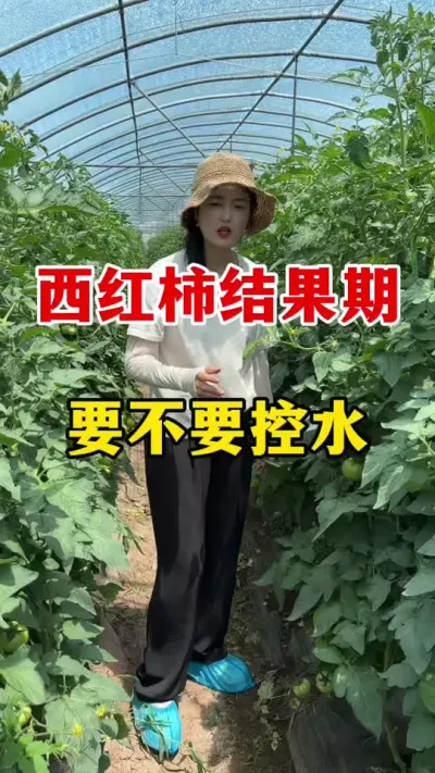 ������Ч����Ҫ��Ҫ��ˮ�� #������ݪֲ#������ݪֲ����