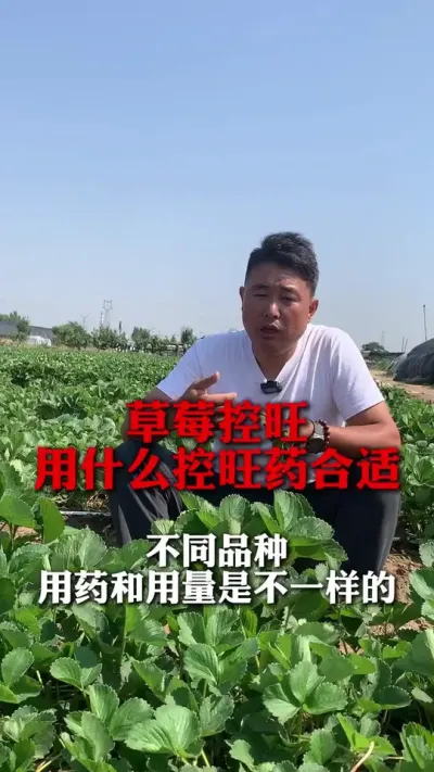 ��ݮ������ʲôҩ����#��ݮݪֲ #��ݮ���� #��ݮݪֲ���� #��ũ������ #����ũҵ֪ʶ��ũ����������