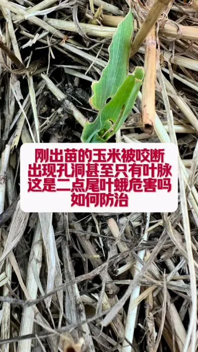 ������ҧ�ϵĳ��Ӿ�����ʲô���������������� #��ũ���ж� #������ũ #��ũ