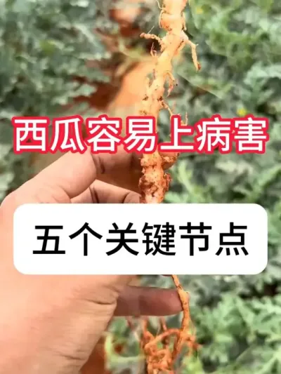 ���ϲ�����ѷ���ʱ�ں���ҩ #����ݪֲ #���溦���� #ũ���ƹ� #��ũ������������ #������ũ