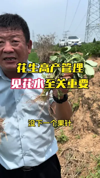 �����߲���������ˮ������Ҫ#����ݪֲ #����ݪֲ�������� #�����߲� #�������� #ë��������߲�����