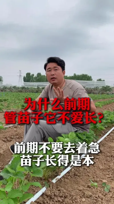 前期管苗子为什么不爱长？#草莓种植 #草莓种植管理技术和方法 #分享农业知识帮农民增产增收 #草莓管理 #新农人计划