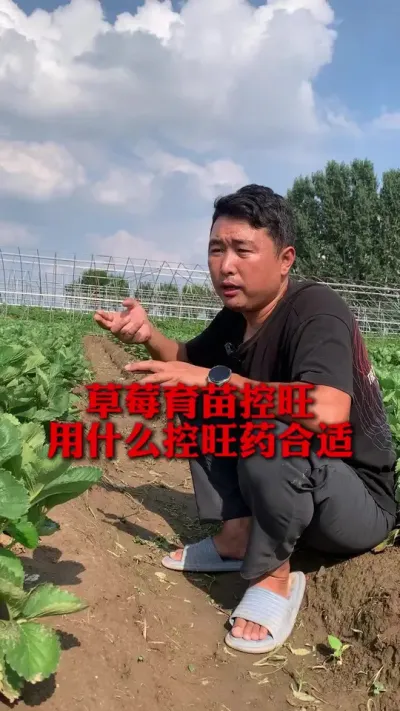 ��ݮ��������ѡ����ʿ���ҩ#��ݮݪֲ #��ݮ���� #��ݮݪֲ���� #��ũ������ #����ũҵ֪ʶ��ũ����������