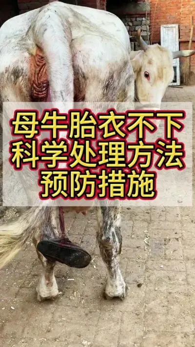 母牛产后胎衣不下，科学处理方法及预防措施#养牛人 #养牛技术 #养牛 #繁殖母牛 #西门塔尔繁殖母牛
