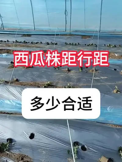 ���ϵ���ࡢ�о��Ǽ���������� ����ݪֲ�����ƻ�#���� #����ݪֲ #��ũ #ũҵݪֲ #�������ղ���Ӳԭ��