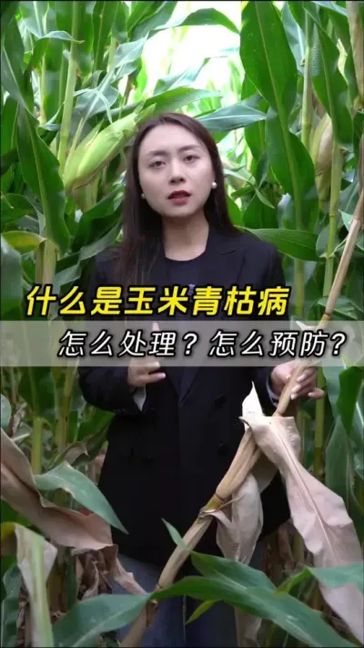 ʲô�����׵���ݲ�������ô���óͷ�����ôԤ������#��ũ #����ݪֲ #����ݪֲ���� #�������� #������ũ��