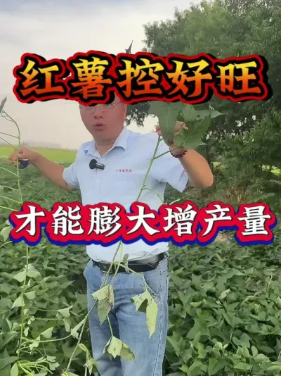 �����غ������Ż��������#����ݪֲ  #�����߲�ݪֲ  #�����߲�  #����ݪֲ֪ʶ