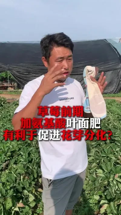 ��ݮǰ��Ҫ��Ҫ��Ҷ���#��ݮݪֲ #��ݮ���� #��ݮݪֲ���� #����ũҵ֪ʶ��ũ���������� #��ũ������