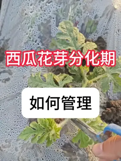 ���ϻ�ѿ�ֽ������������� ���ϻ�ѿ�ֽ��ڹ����ƻ�#���� #������ũ֧����ũ #ũҵ #���� #����ݪֲ