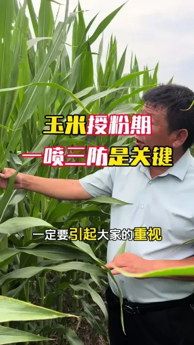 �����ڷ�����һ��������Ҫ����������ⲡ#���׹��� #����ݪֲ #����ݪֲ���� #���׸߲�ݪֲ���� #ë��������߲�����