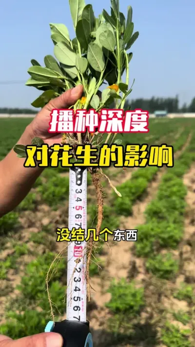 ����������ȶ��Ż�Ч����Ӱ��#����ݪֲ #�������� #�����߲� #�����߲�ݪֲ #ë��������߲�����