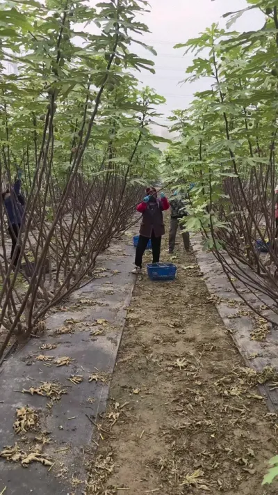 �������۵��޻���#�����޻���ݪֲרҵ������ #�޻�������#�������޻���