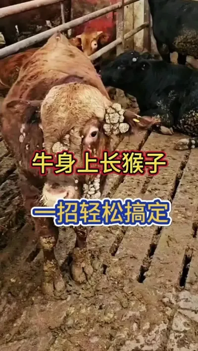 ţ���ϳ�������һ�����ɾ͸㶨#��ţ #��ţ���� #��ţ�� #��ũ