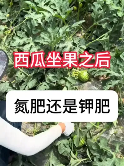 ���Ͻ�Ϻ��õ��ʺ��վɼطʺ� #ũҵݪֲ #���� #���� #ũ���ƹ� #������ũ