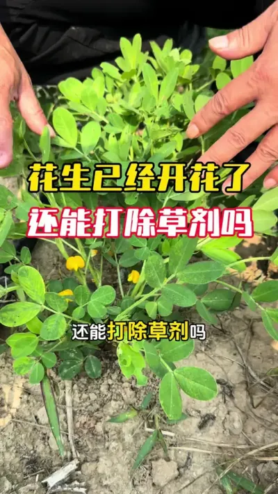 �����Ѿ��Ż��������ܴ���ݼ�����#����ݪֲ#�������� #�����߲� #�����߲�ݪֲ #ë��������߲�����