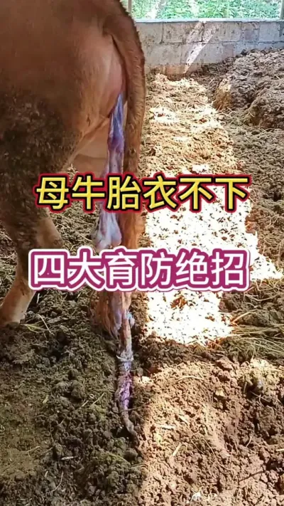 ĸţ̥�²���#ĸţ #����ĸţ #������������ĸţ #��ũ