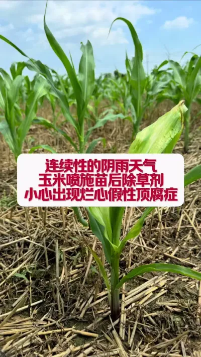 һ���Ե�����������������ʩ�����ݼ�С�ķ������ļ��Զ���֢ #ũҵݪֲ #��ũ #���׹��� #�׽���³��ũ�˵���ֱ������