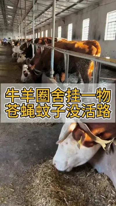 牛羊圈舍挂一物，苍蝇蚊子没活路#农村养牛 #养牛人 #养牛 #科学养牛 #养牛技术