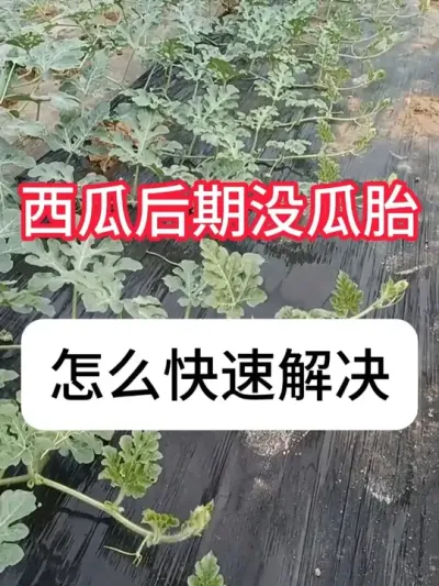 ����û�й�̥���Ҫ�������ϲ�������� #����ݪֲ #ũҵݪֲ #��ũ������ #�������� #������ũ