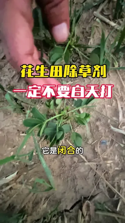 Ϊʲô��������ݼ����������ȥ��Ҫ��������ȥ����#����ݪֲ#�������� #�����߲� #�����߲����� #ë��������߲�����