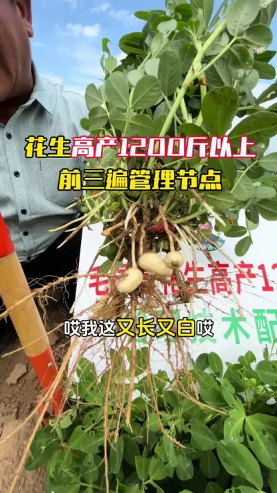 �����߲�1200������������ǰ����Ĺ�����Ҫ��#����ݪֲ#�������� #�����߲� #�����߲�ݪֲ #ë��������߲�����