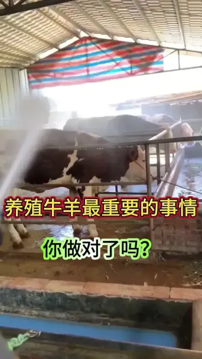 养殖牛羊最重要的事情，你作对了吗？#养牛人 #养牛 #三农 #农村养牛 #西门塔尔