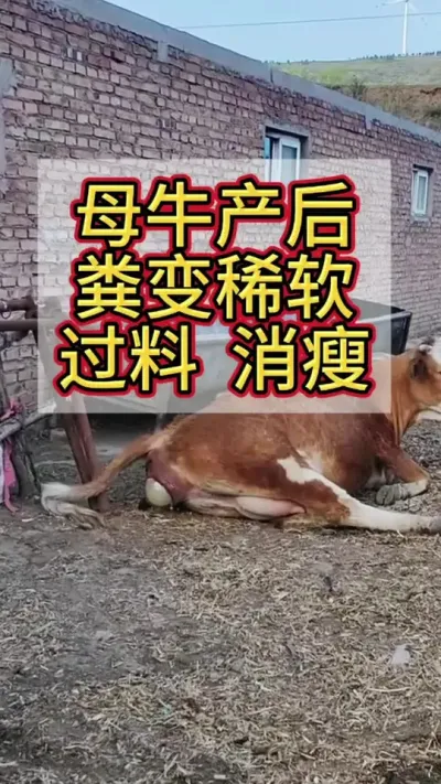 ĸţ�������ݷ��ϡ��#ĸţ #����ĸţ #��ţ #��ţ��