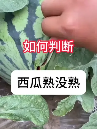 ��ô�ж������Ƿ���� #����ݪֲ #��ũ #ũ��֪ʶ #�������� #������ũ