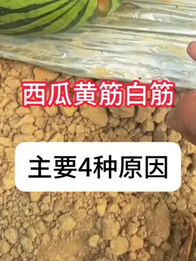 ���Ϸ���ư׽��4��Ե��ԭ�� #����ݪֲ #ݪֲС���� #��ũ������ #�������� #������ũ