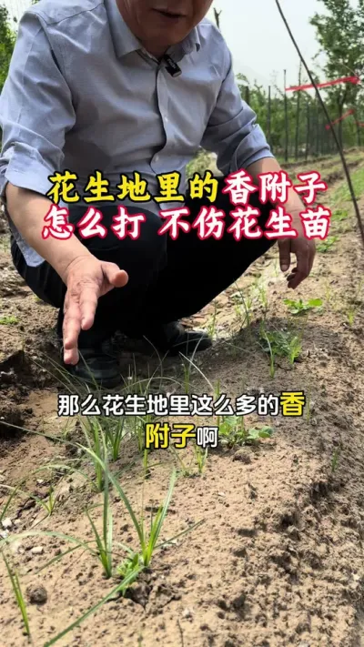 花生地里的香附子莎草回头青雷公草，应该怎么防治效果好并且不伤花生苗#花生地香附子 #香附子怎么除 #香附子除草剂 #香附子防除配方 #花生除草