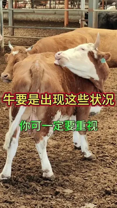 牛羊出现这几种情况，你一定要重视起来#养牛 #养牛人 #农村养牛 #牛羊养殖 #三农