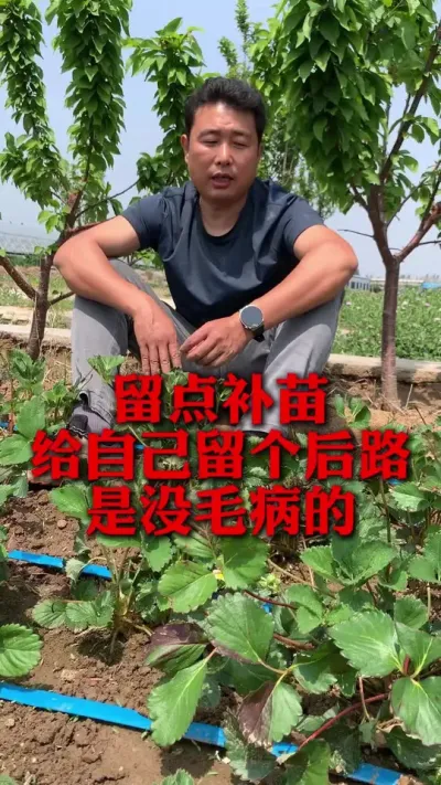 留点补苗，给自己留点退路没毛病#草莓种植管理技术和方法 #分享农业知识帮农民增产增收 #草莓种植 #新农人计划 #草莓种植