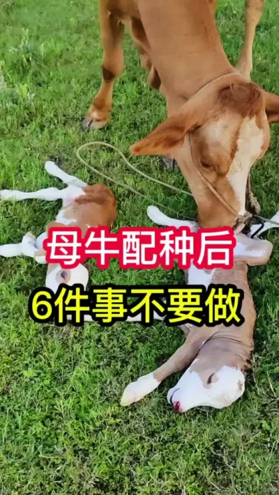 ĸţ���ֺ���6��Ҫ#��ţ #ĸţ #����ĸţ