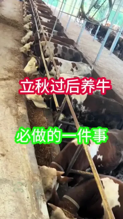 �����º���ţ��һ��Ҫ������#��ţ #��ţ���� #��ţ�� #��ֳ