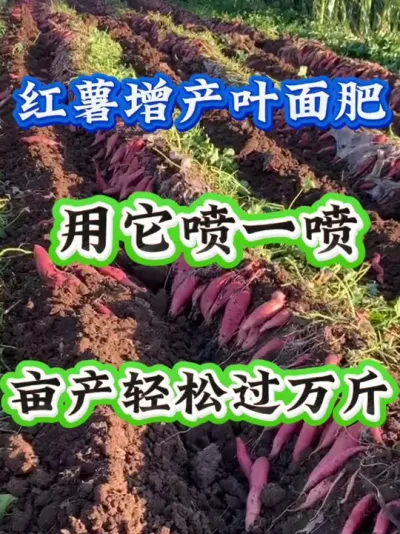 ������������������һ��Ķ�����ɹ����#����ݪֲ  #�����߲�ݪֲ  #�����߲�  #����ݪֲ֪ʶ