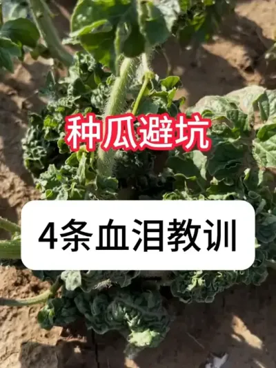 ����ݪֲ��������������ݪֲ���շ��� #ũҵݪֲ #���� #��ũ������ #ũ���ƹ� #������ũ