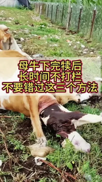 ĸţ궿ʱ䲻ţ˲ҪҪ#ĸţ #ĸţ #ĸţ #ţ