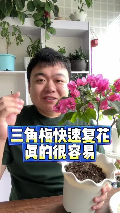 三角梅快速复花其实真不难。 #养花 #养花小知识 #花卉 #花卉绿植 #盆栽