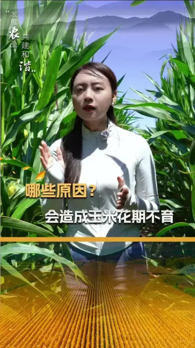 ��ЩԵ��ԭ�ɻ�������׻��ڲ�������#��ũ #����ݪֲ #����ݪֲ���� #�������� #������ũ��