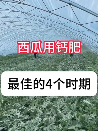 ����ʲôʱ���øƷ������ϲ������ʱ�� #���� #ũҵݪֲ #�������� #��ũ #������ũ