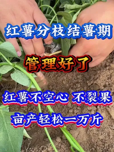 ������֦������������������#����ݪֲ  #�����߲�ݪֲ  #�����߲�  #����ݪֲ֪ʶ