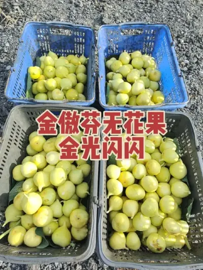 �������Ϊ����ɫ�Ļ�ɫ�޻���Ʒ�����ʺϲ�ժ԰��Ʒ�ִ������ӹ�Ҳ����������ʼ���վɲ��粨����Ͱ������ȹ̣�#�����޻���ݪֲרҵ������ #�޻�������