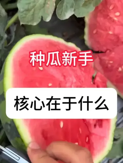 �����ֹ�Ҫע����Щ�� #����ݪֲ #ũ���ƹ� #�������� #��ũ #ũҵݪֲ