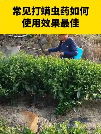 ����������ҩ��ôʹ��Ч�����#���� #����ݪֲ #����ݪֲ���������