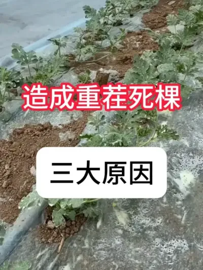 �����ز���ʲôӰ���������ز�Σ�� #ũҵݪֲ #���Ϲ��� #��ũ #���溦���� #������ũ